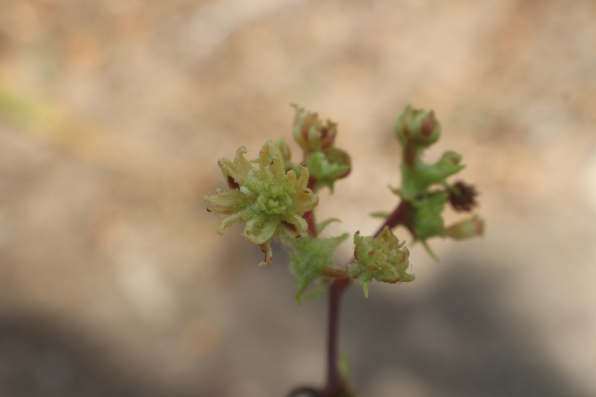 Commiphora berryi (Arn.) Engl.